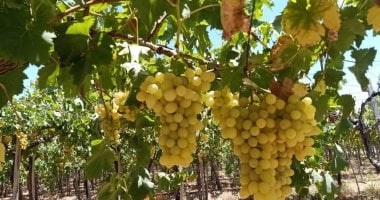 العنب: خامس أكبر صادرات مصر الزراعية