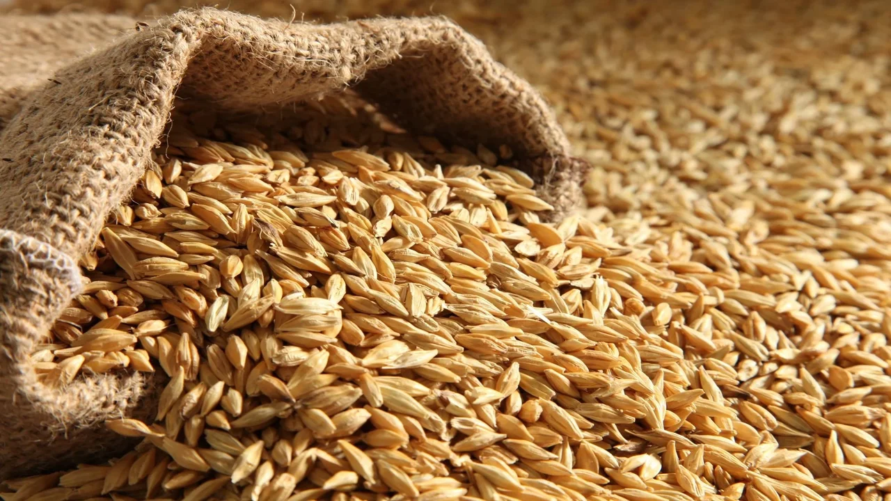 أسعار أرز الشعير والأرز الأبيض والبلدي اليوم السبت 16 أغسطس 2025 يبدأ من 17 ألف جنيه للطن و24 جنيهاً للكيلو وسط هدوء الأسواق
