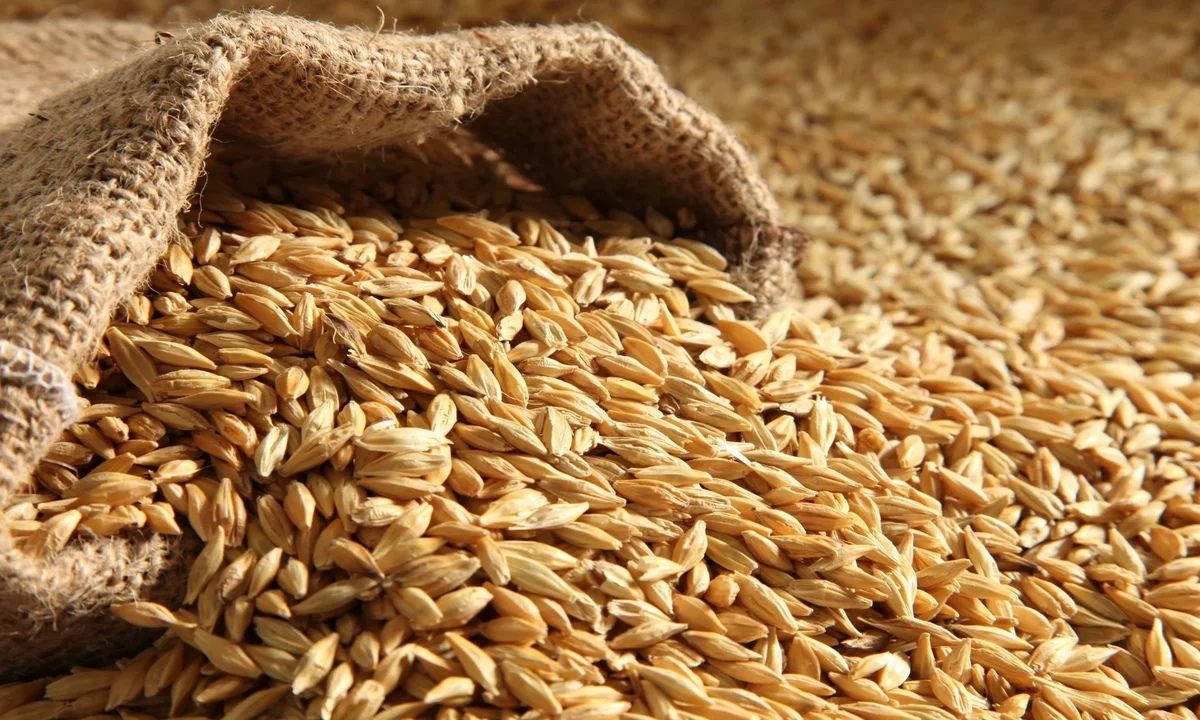 “الكيلو بقى لكام” سعر طن الأرز الشعير اليوم السبت 2 أغسطس 2025 ونظرة مستقبلية على الأسعار