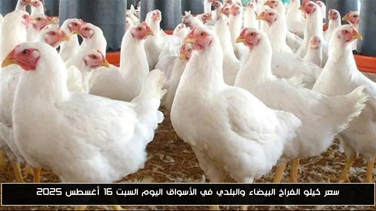أسعار كيلو الفراخ البيضاء والبلدي تتذبذب في الأسواق اليوم السبت 16 أغسطس 2025