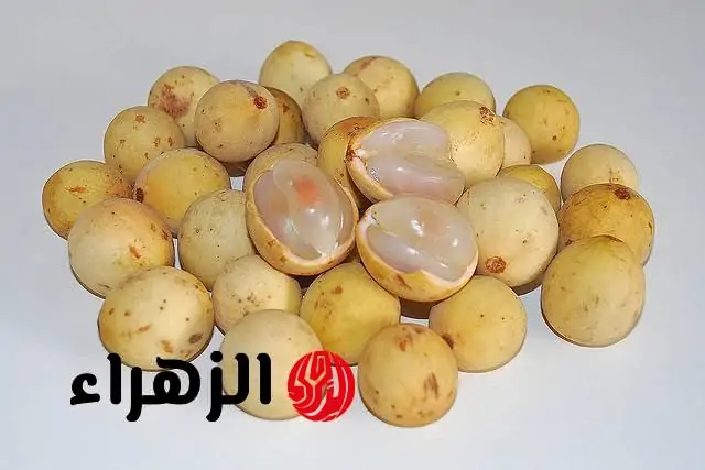 فاكهة نادرة قد تفتح لك أبواب الثراء في السعودية: كيفية زرعها لتحقيق مكاسب اقتصادية تفوق أحلامك!