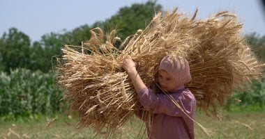 مصر تشهد تراجعًا تاريخيًا في استيراد القمح: الأسباب وراء ذلك
