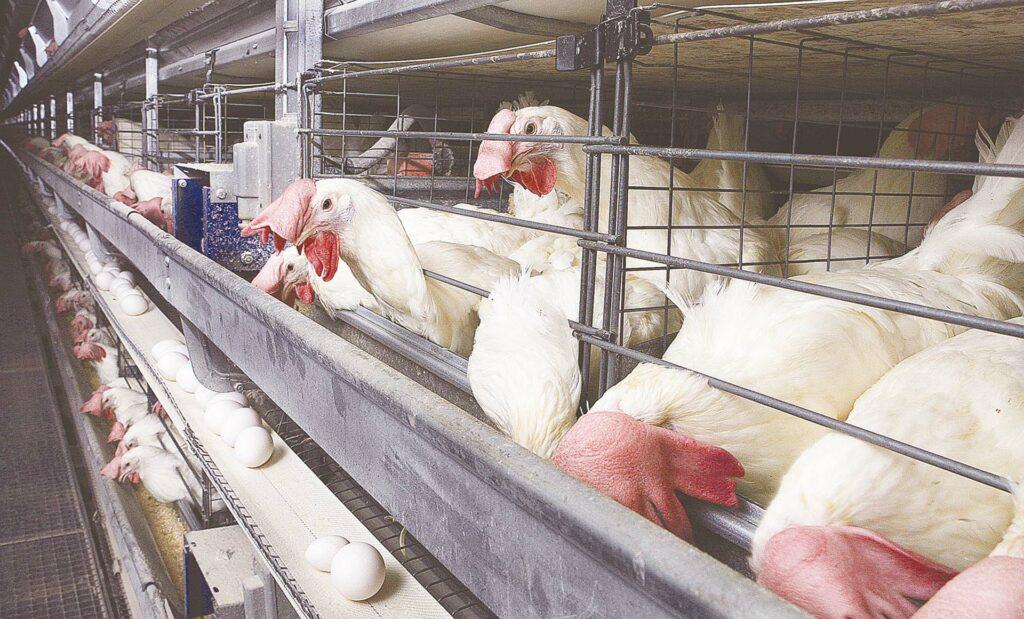 أسعار الفراخ والكتاكيت في بورصة الدواجن اليوم