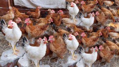 سعر الفراخ البلدي والساسو اليوم في بورصة الدواجن الخميس 22 يناير 2026 يعكس استقرارا ملحوظا في السوق المحلية
