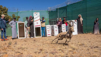 عاجل السعودية إطلاق 12 كائنًا فطريًا نادرًا في متنزه السودة الوطني لتعزيز التنوع البيولوجي