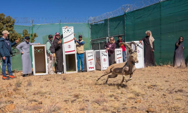 عاجل السعودية إطلاق 12 كائنًا فطريًا نادرًا في متنزه السودة الوطني لتعزيز التنوع البيولوجي