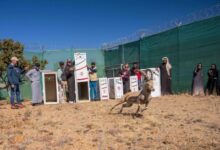 عاجل السعودية الحفاظ على عوائل الظباء المهددة بالانقراض في متنزه السودة يثير القلق والآمال في حماية الحياة البرية