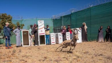 عاجل السعودية الحفاظ على عوائل الظباء المهددة بالانقراض في متنزه السودة يثير القلق والآمال في حماية الحياة البرية