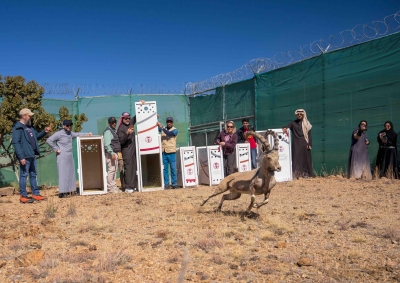عاجل السعودية الحفاظ على عوائل الظباء المهددة بالانقراض في متنزه السودة يثير القلق والآمال في حماية الحياة البرية