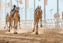 عاجل السعودية انطلاق مهرجان خادم الحرمين الشريفين للهجن بجائزة إجمالية تصل إلى 75 مليون ريال الجمعة المقبل