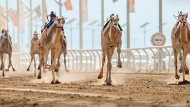 عاجل السعودية انطلاق مهرجان خادم الحرمين الشريفين للهجن بجائزة إجمالية تصل إلى 75 مليون ريال الجمعة المقبل