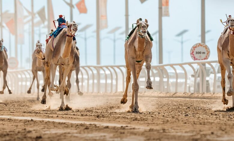 عاجل السعودية انطلاق مهرجان خادم الحرمين الشريفين للهجن بجائزة إجمالية تصل إلى 75 مليون ريال الجمعة المقبل