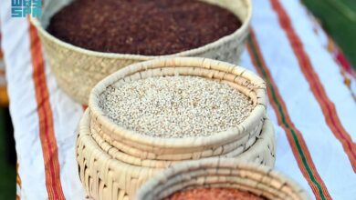 عاجل السعودية زراعة الدخن في عسير تعزز الاستدامة والأمن الغذائي كمحصول موسمي يعكس تنمية مستدامة ومبادرات زراعية حديثة