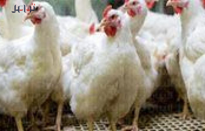 بورصة الدواجن: استقرار غير مسبوق في أسعار الفراخ والكتاكيت اليوم الخميس