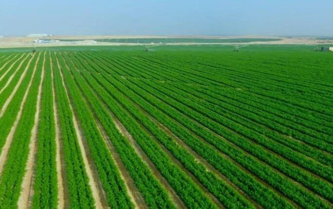 إجمالي مساحات الأراضي المستصلحة في 2025/2024 يسجل 204.3 ألف فدان لتعزيز الإنتاج الزراعي