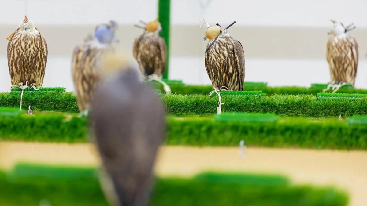 الفحص البيطري ينعش اقتصاد الصقور في السعودية ويحقق مكاسب استراتيجية